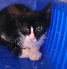 BOB, male puppy European Shorthair for adoption at Help Guau