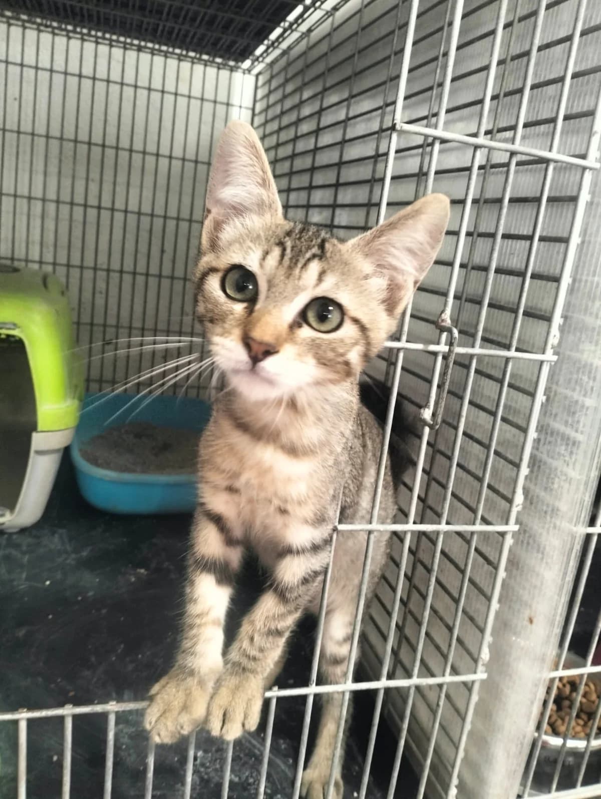 NINI, male puppy European Shorthair for adoption at Help Guau