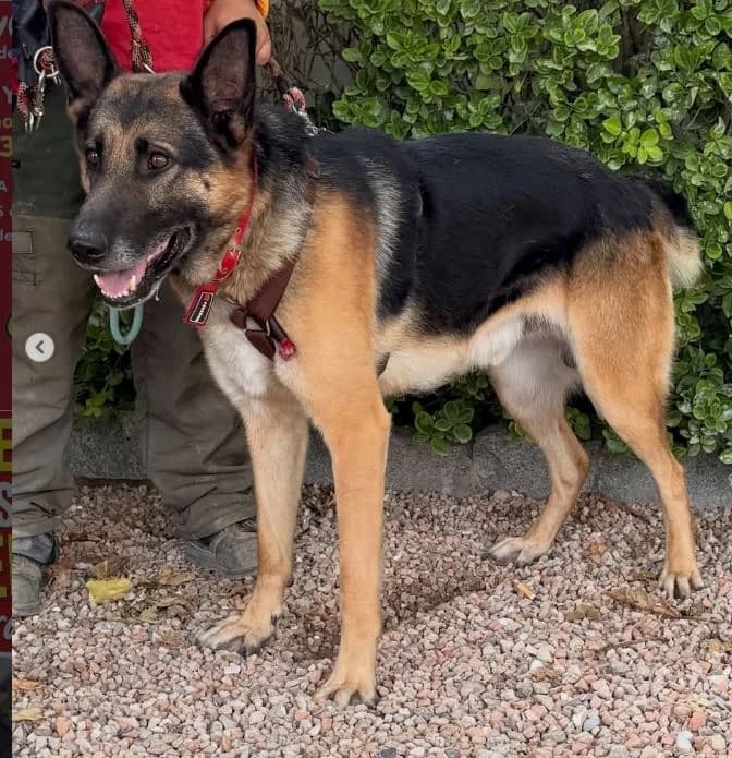KIKE, male German Shepherd for adoption at Help Guau