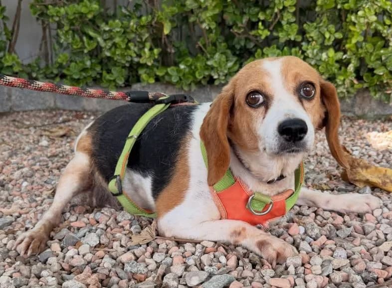 MOLLY, female Beagle for adoption at Help Guau