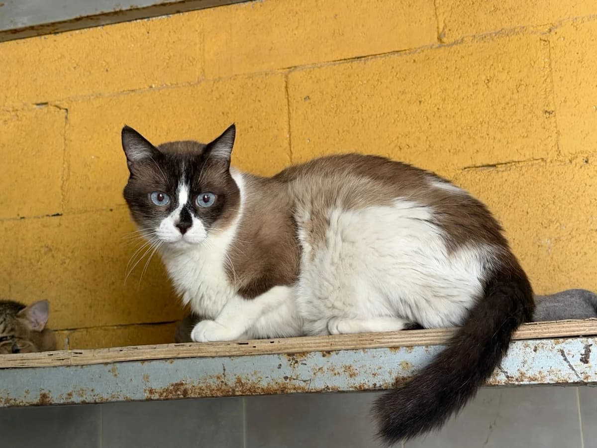 JORDAN, male 6yo mixed breed for adoption at Help Guau