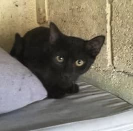KIT, male European Shorthair for adoption at Help Guau