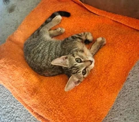 LOL, male puppy European Shorthair for adoption at Help Guau