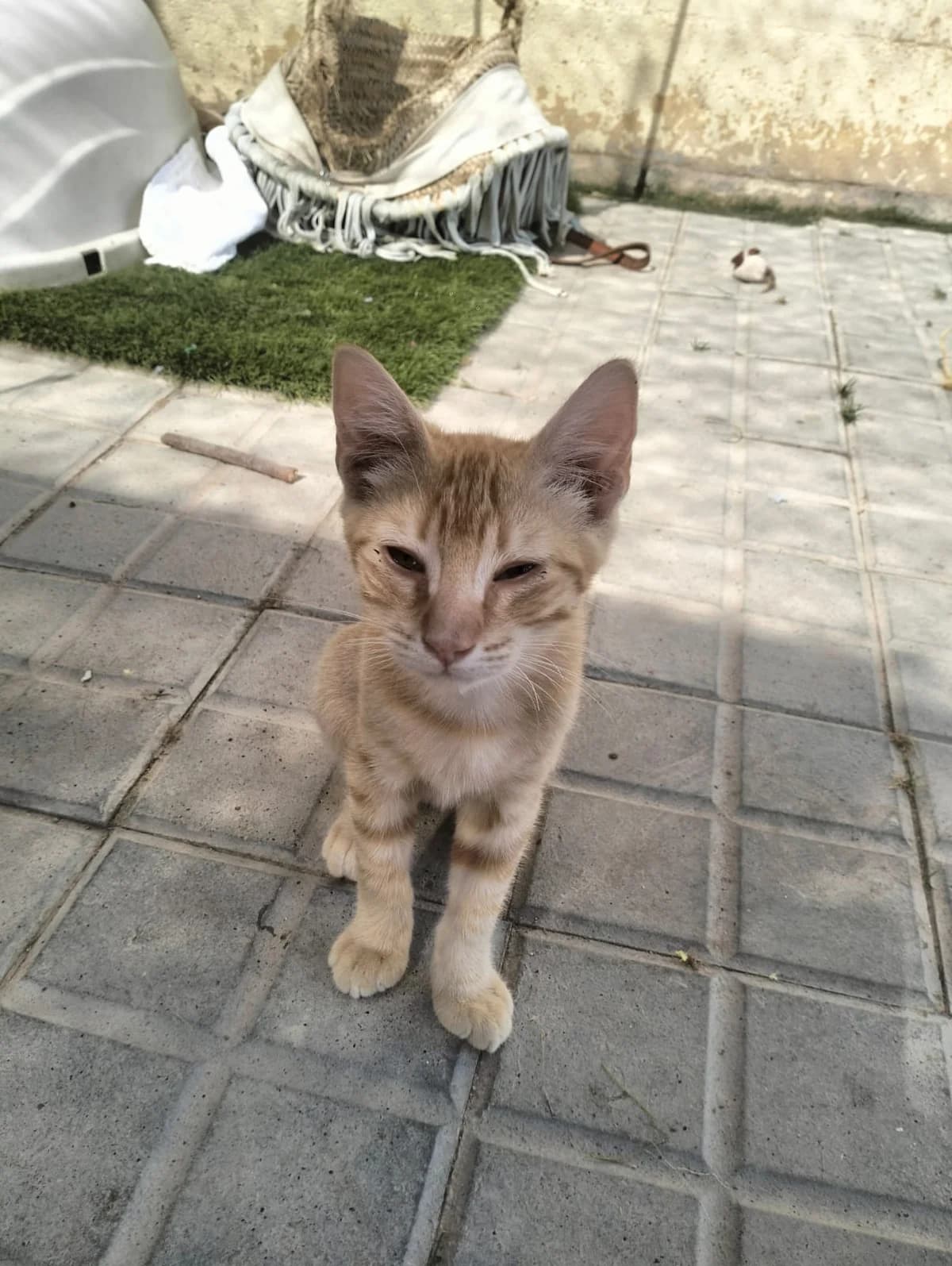 PEPPER, male puppy European Shorthair for adoption at Help Guau