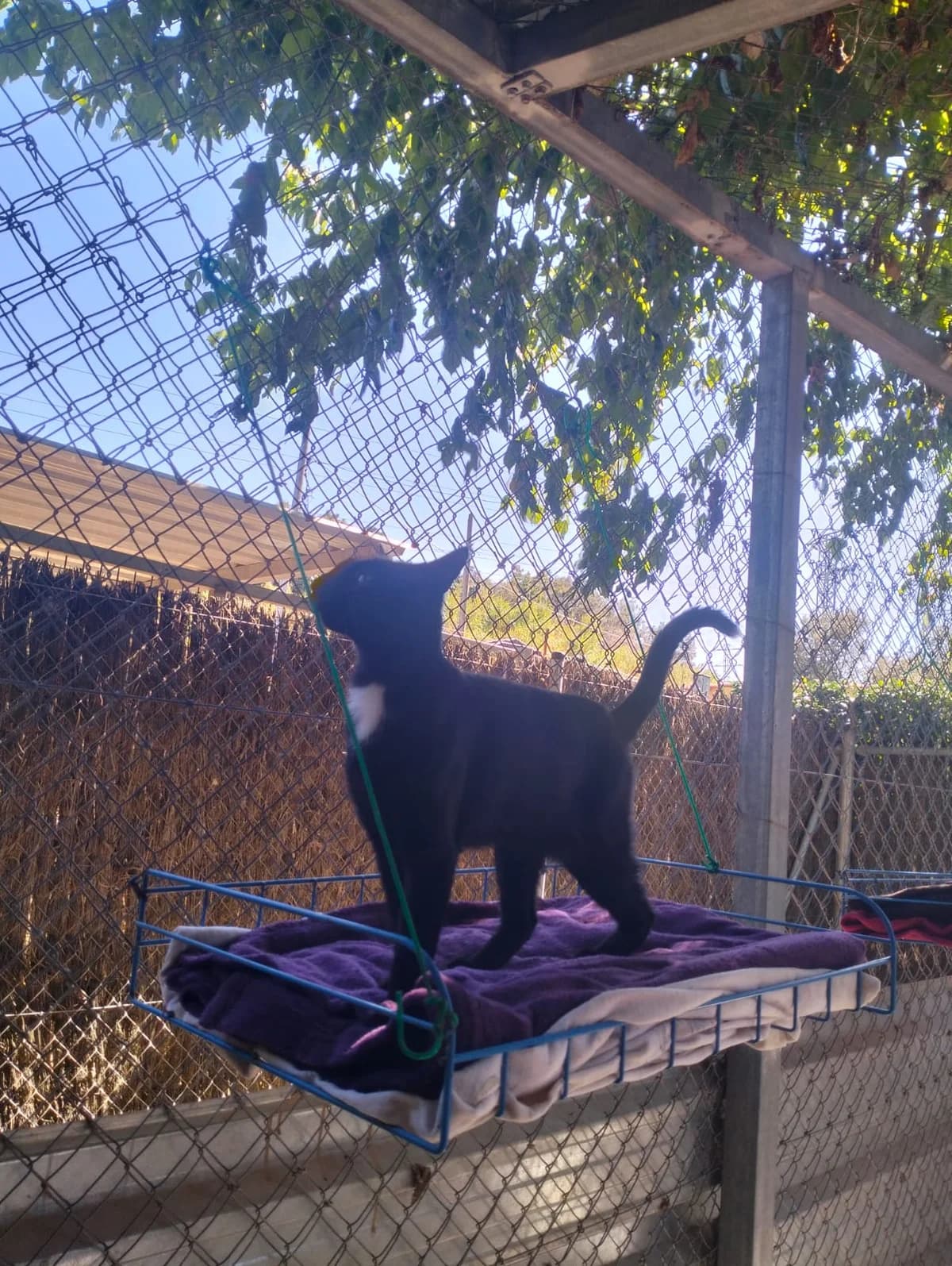 PIRATA, female young European Shorthair for adoption at Help Guau