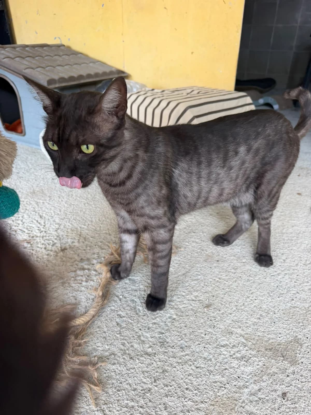 RUMI, male young European Shorthair for adoption at Help Guau