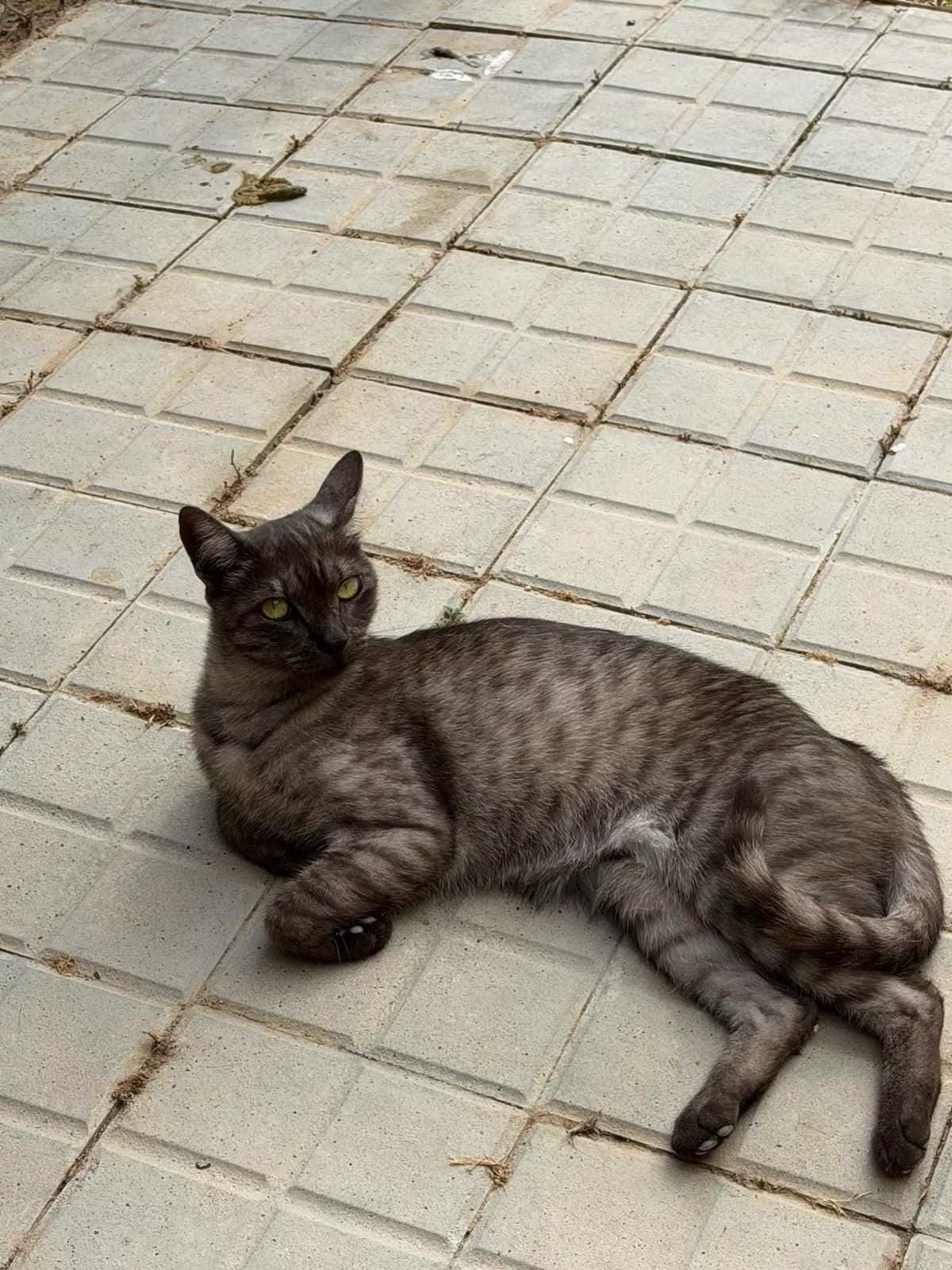 ROBI, female young European Shorthair for adoption at Help Guau
