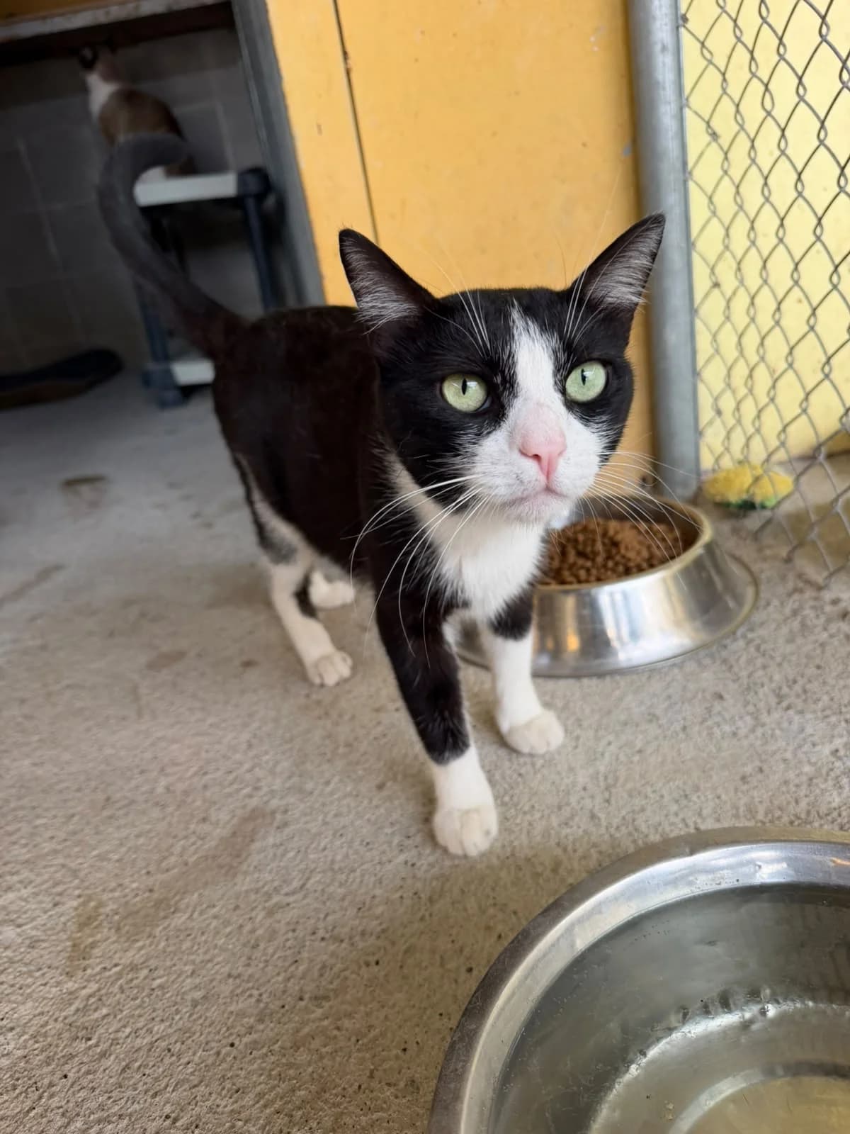 MICHI, male 3yo European Shorthair for adoption at Help Guau