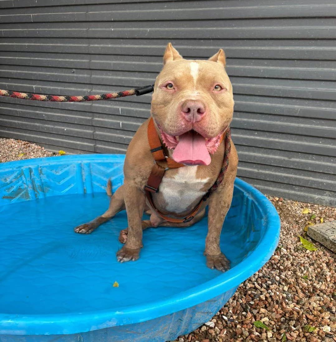 RALF, male mixed breed for adoption at Help Guau