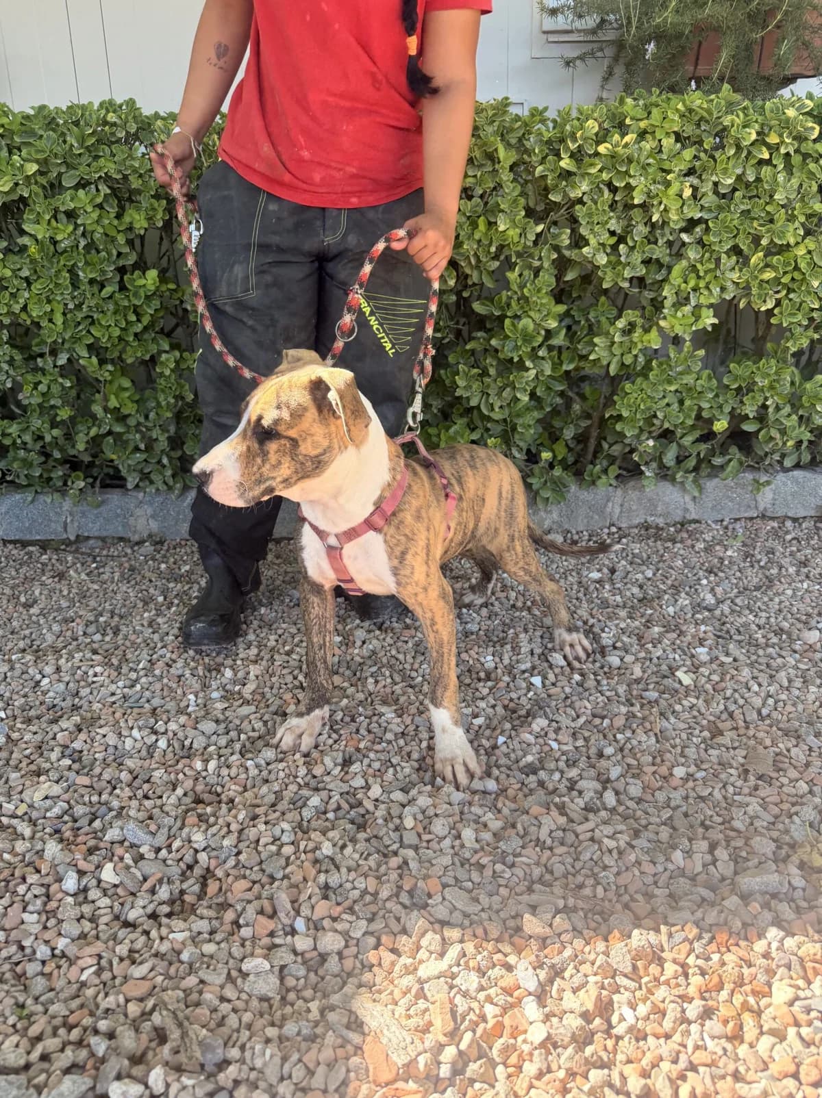 VIANCO, male puppy American Staffordshire Terrier for adoption at Help Guau