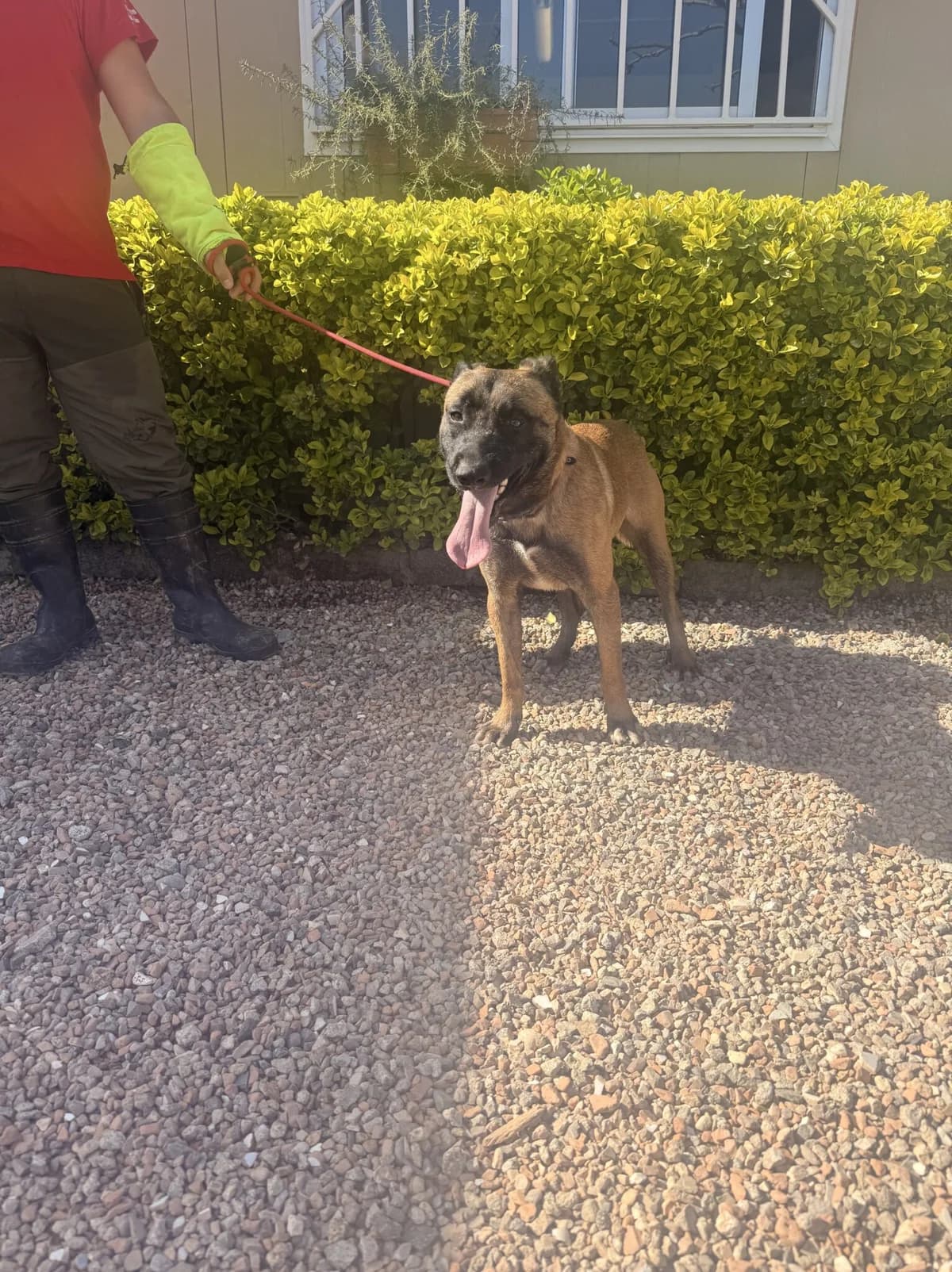 GUSI, male Belgian Malinois for adoption at Help Guau