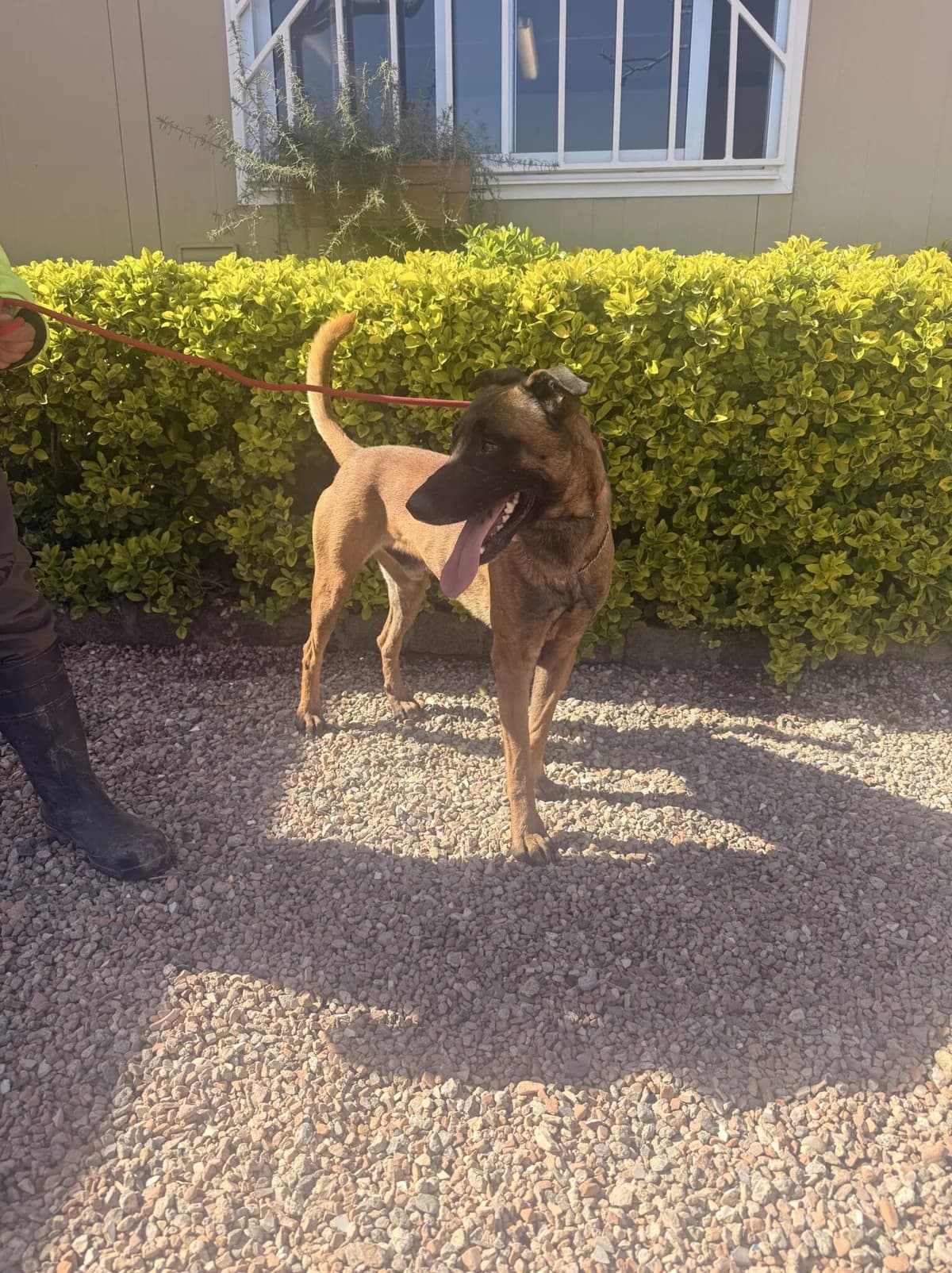 ZIPI, male Belgian Malinois for adoption at Help Guau