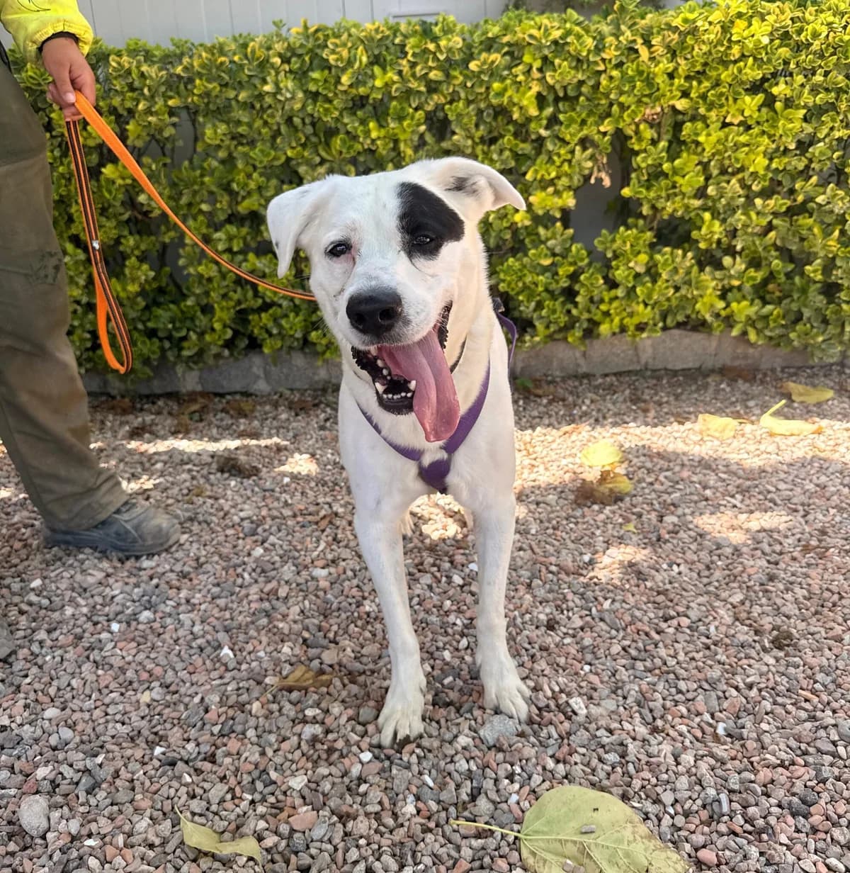 DIAMOND, male senior Mixed Breed for adoption at Help Guau