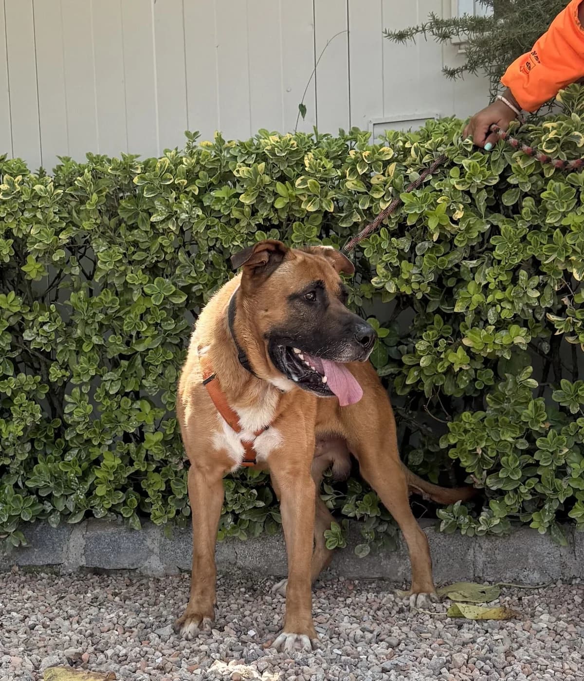 BRIC, male young Mixed Breed for adoption at Help Guau