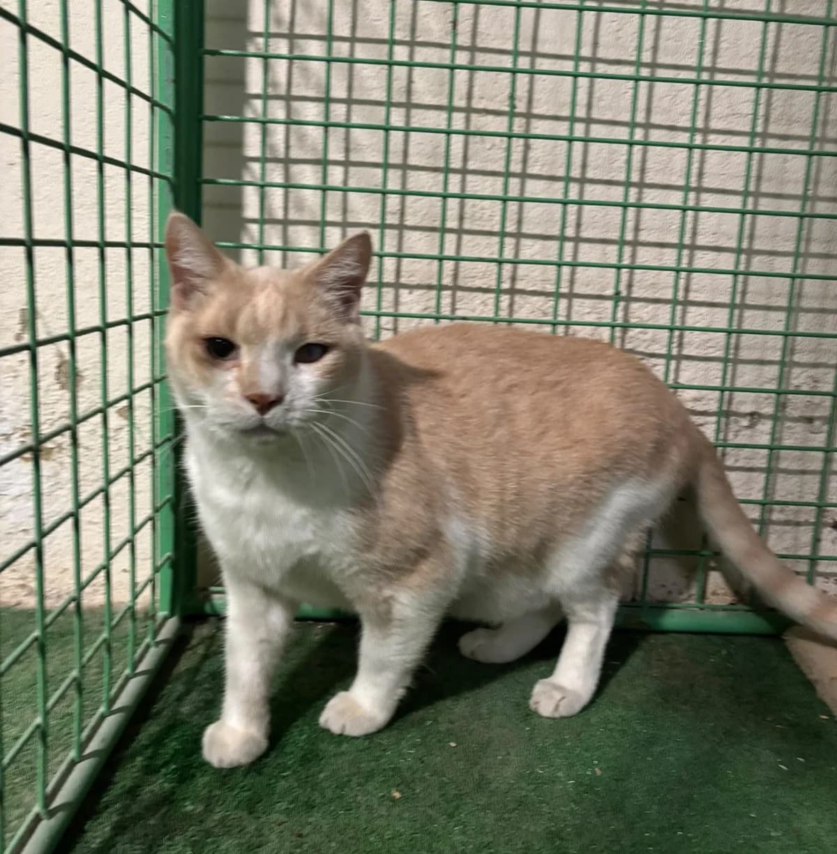 CORONEL, male European Shorthair for adoption at Help Guau