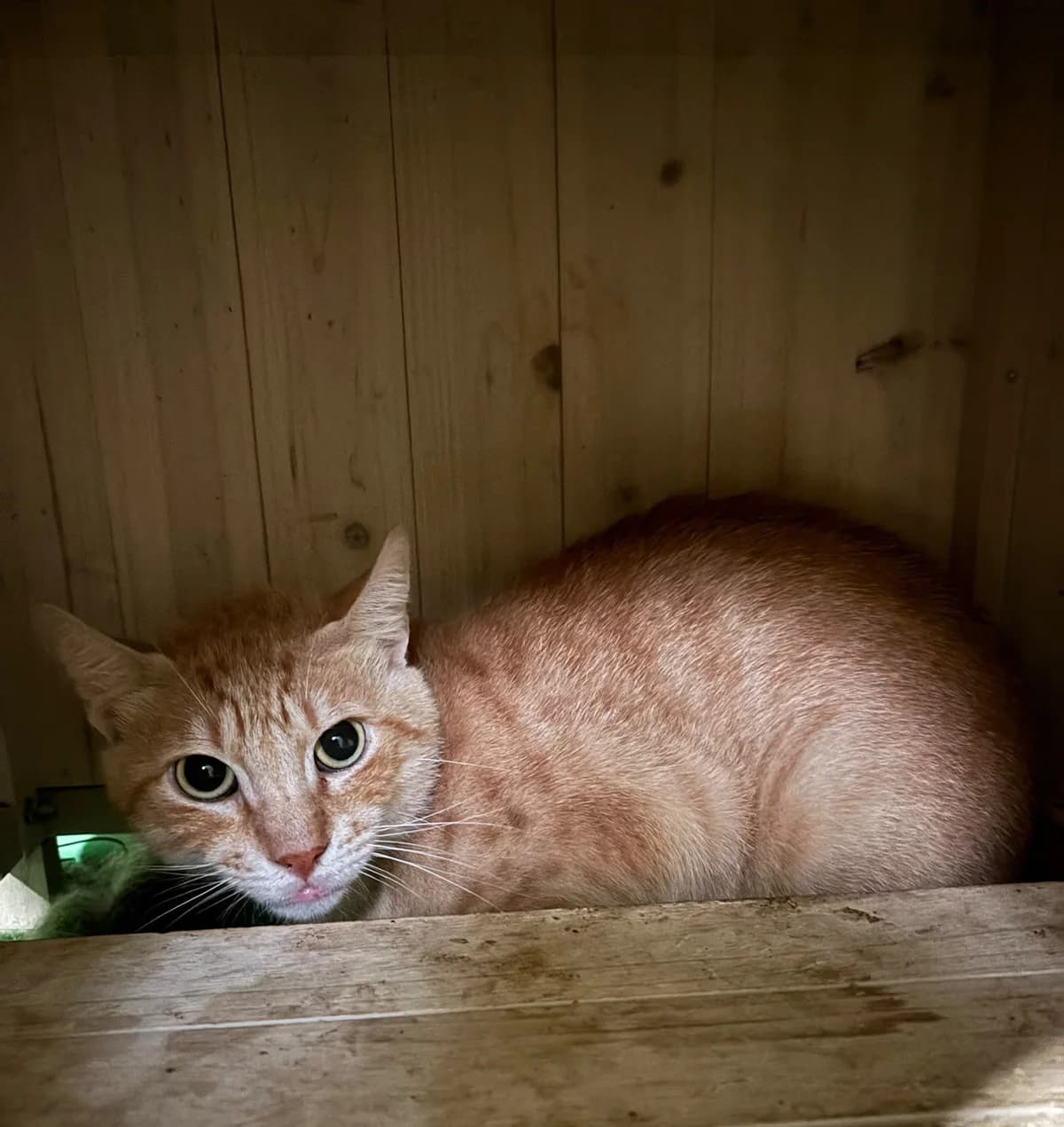 ADAN, male European Shorthair for adoption at Help Guau