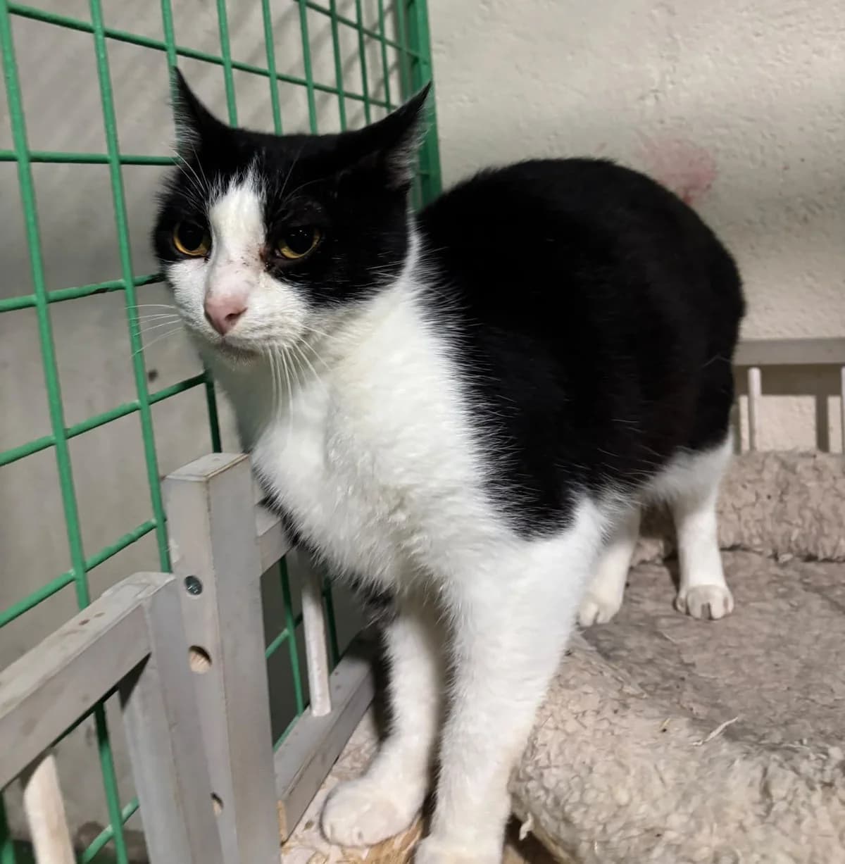 KING, male European Shorthair for adoption at Help Guau