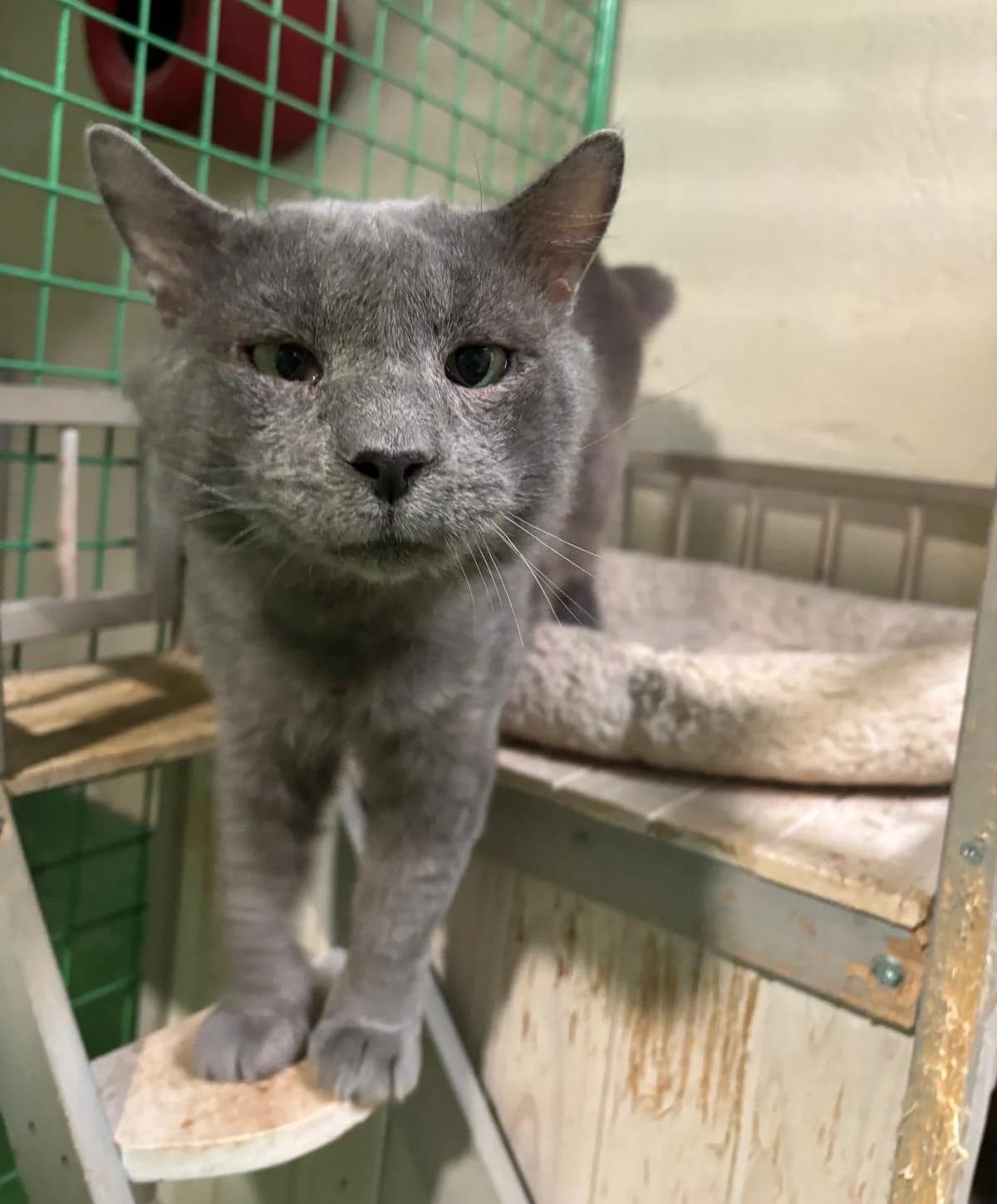 ASNO, male European Shorthair for adoption at Help Guau
