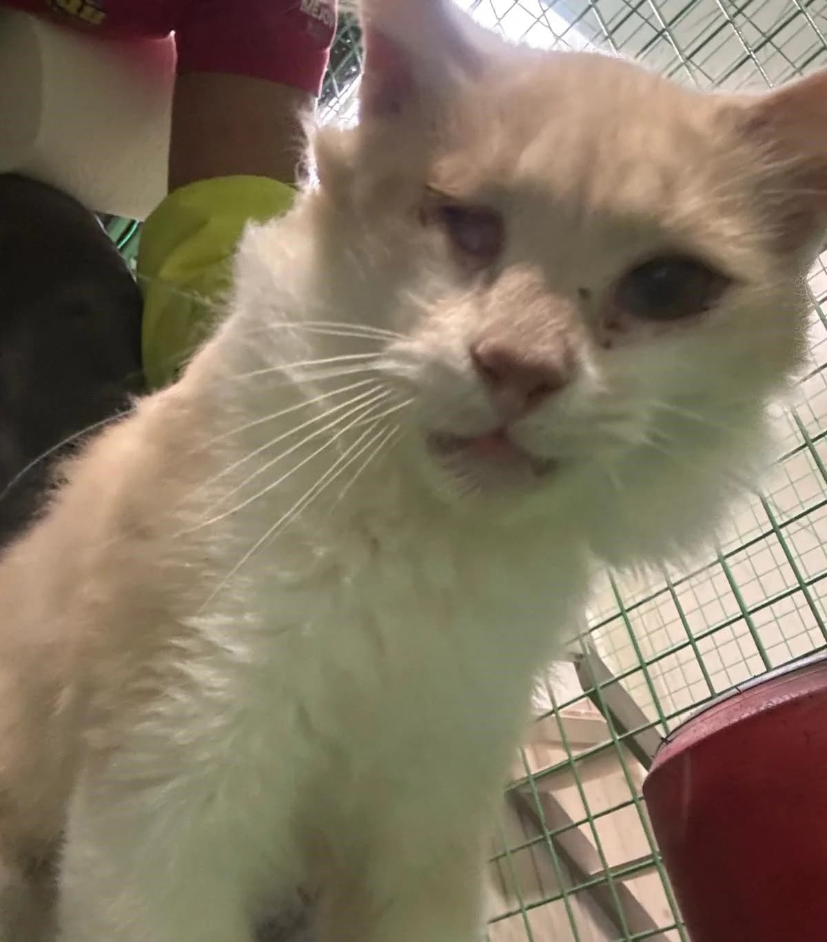 PICASSO, male European Shorthair for adoption at Help Guau