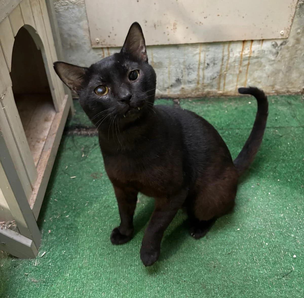 LENNON, male European Shorthair for adoption at Help Guau