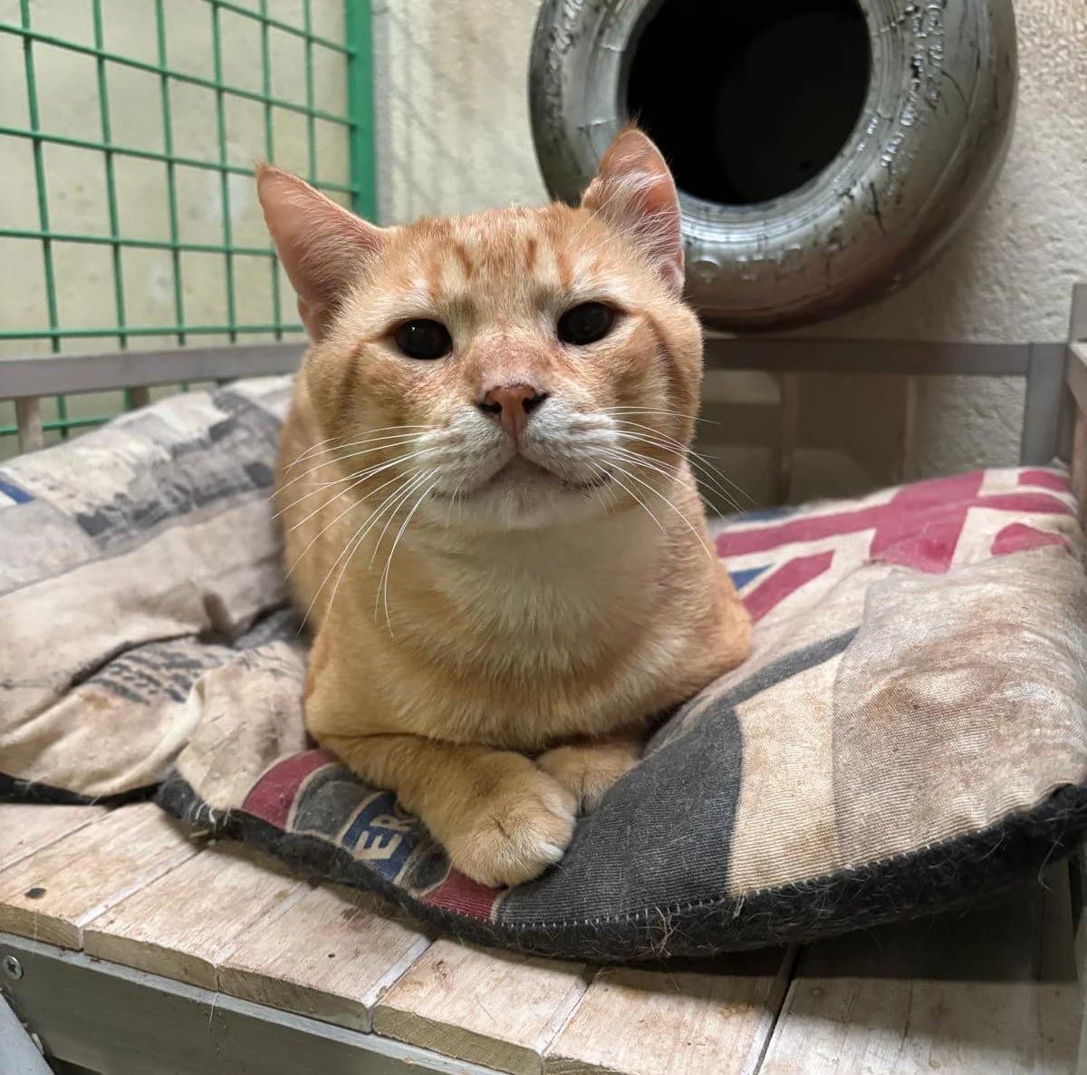TOM, male European Shorthair for adoption at Help Guau