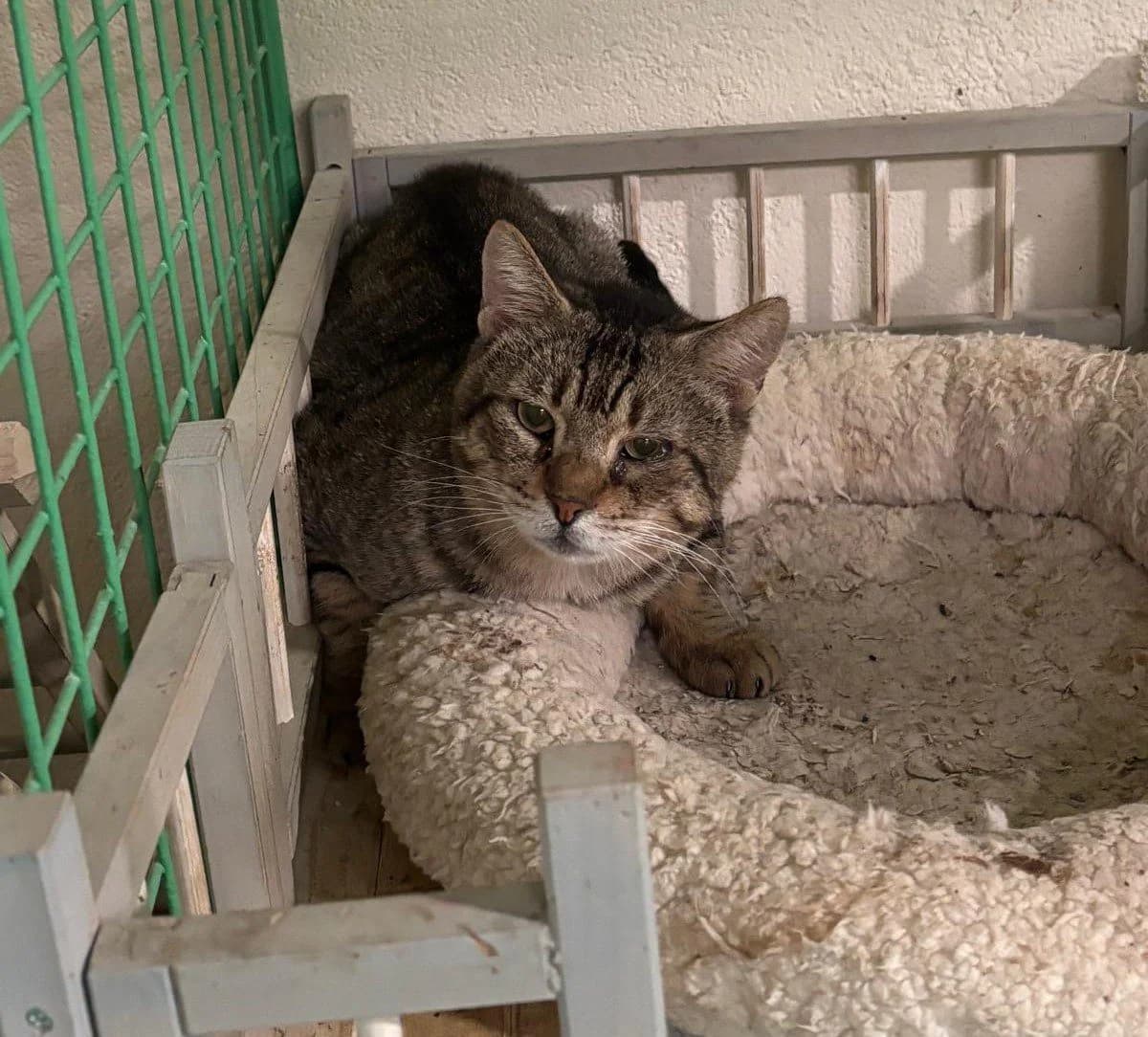 MUSTAFA, male European Shorthair for adoption at Help Guau