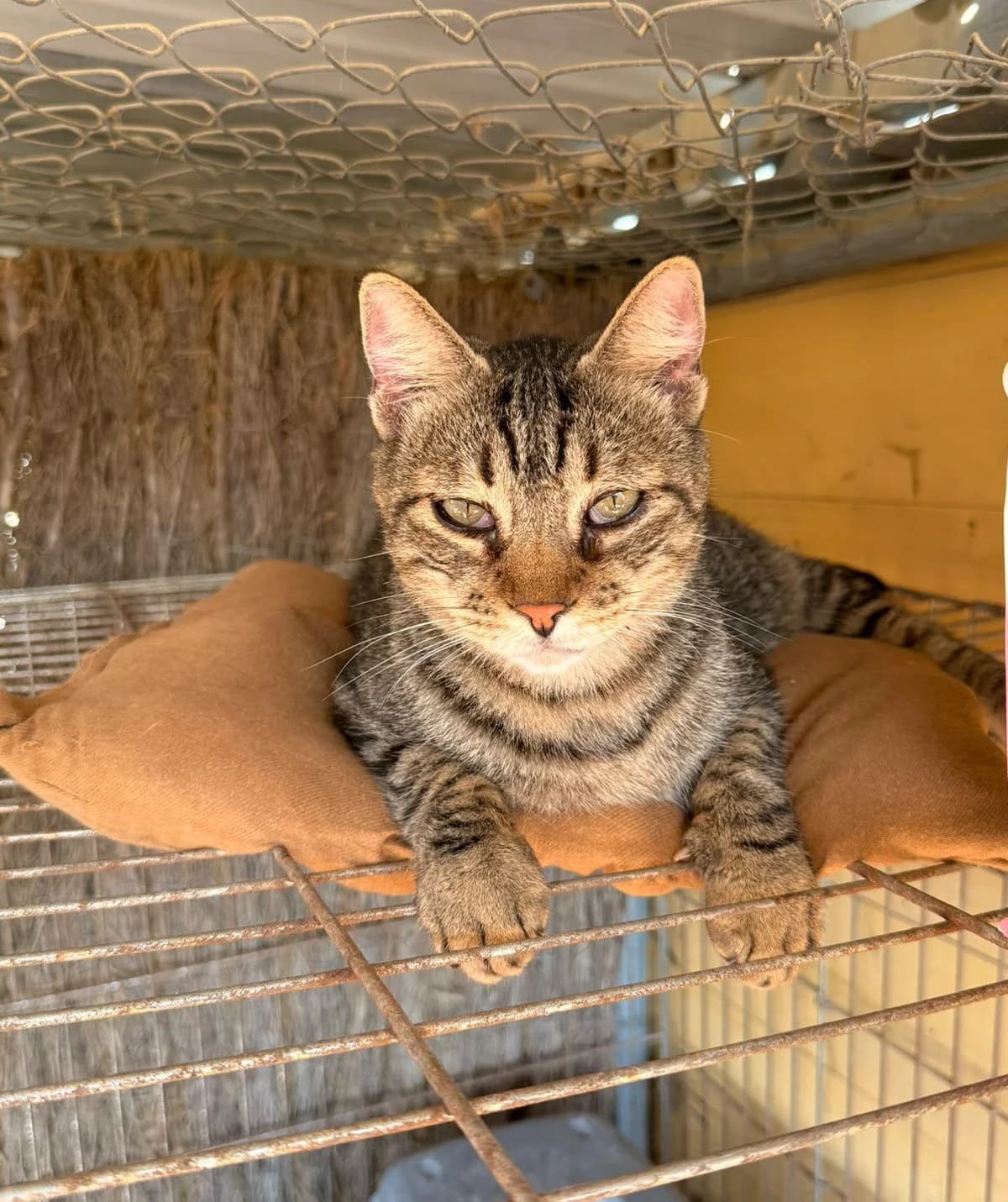 WILL, male European Shorthair for adoption at Help Guau