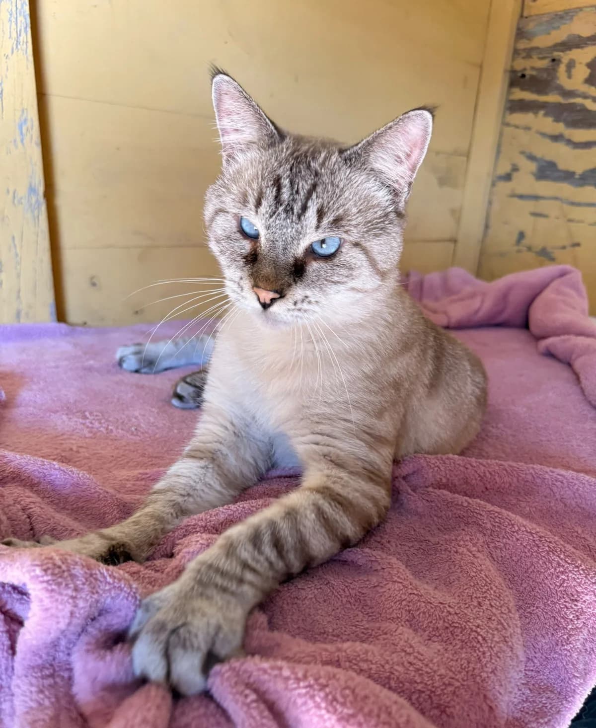 PACO, male European Shorthair for adoption at Help Guau