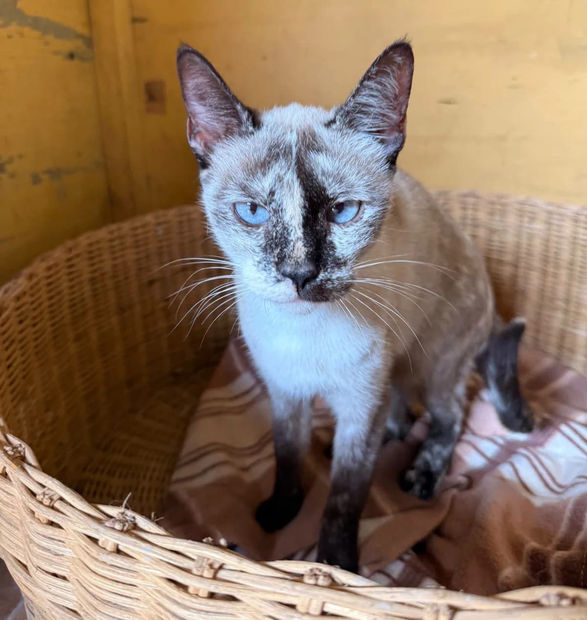 MIA, female European Shorthair for adoption at Help Guau