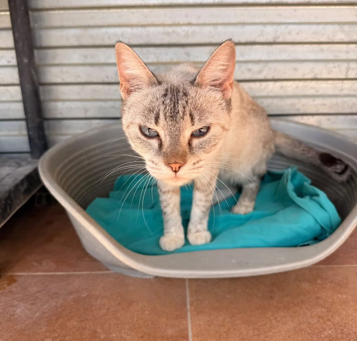 NOA, female European Shorthair for adoption at Help Guau