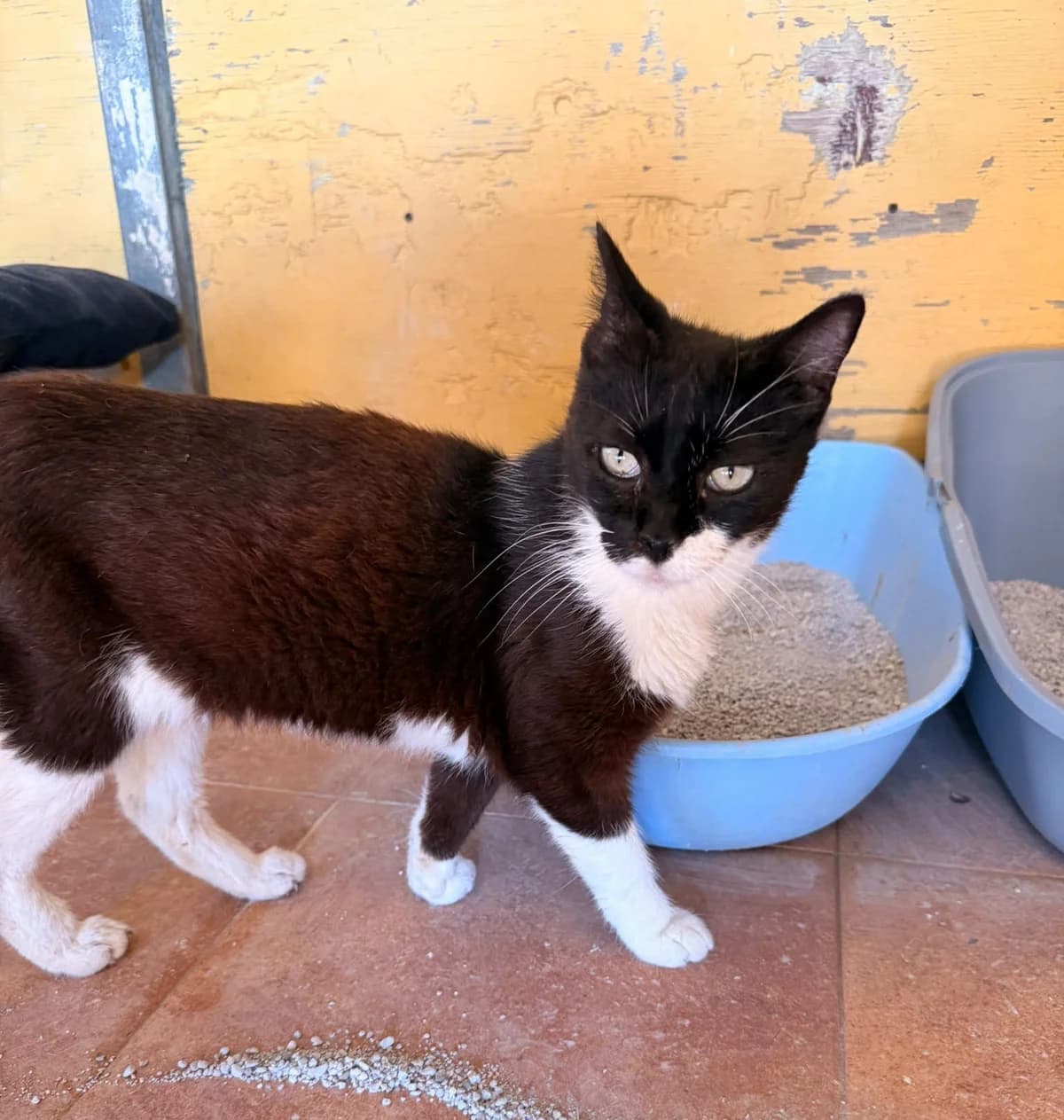 OLIVIA, female European Shorthair for adoption at Help Guau