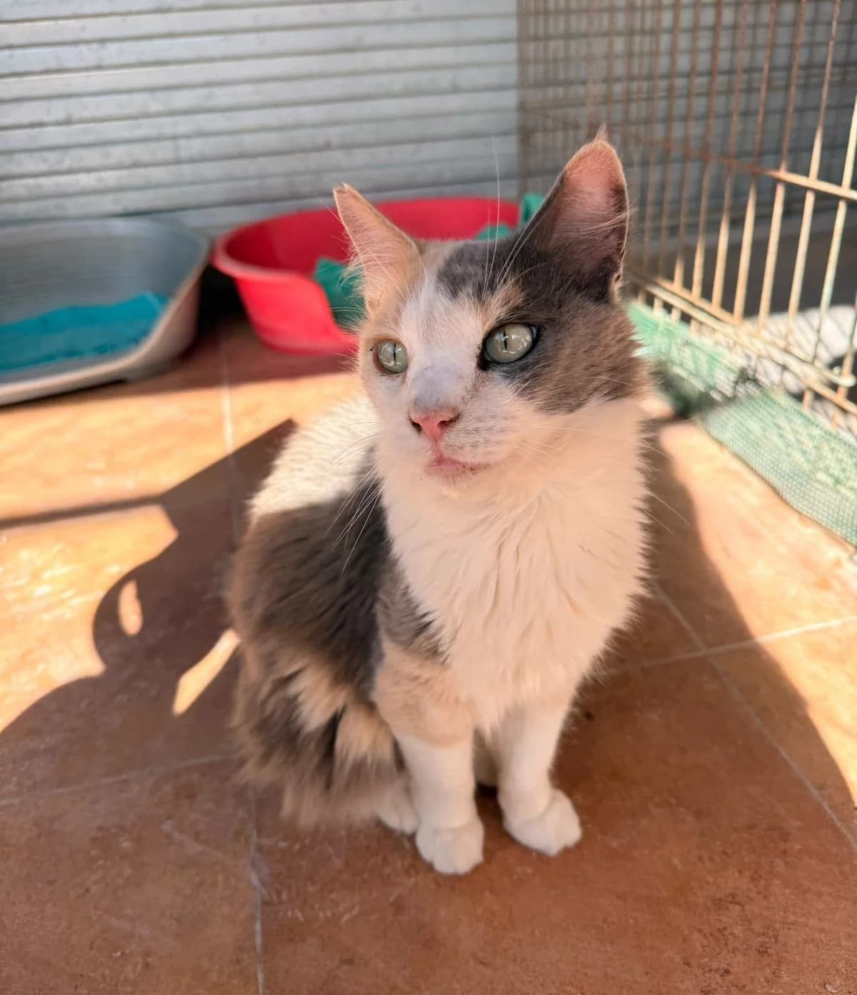 KIRA, female European Shorthair for adoption at Help Guau