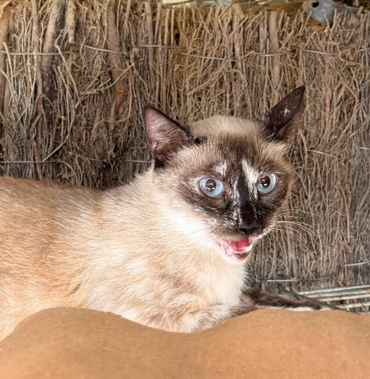 SASHA, female European Shorthair for adoption at Help Guau