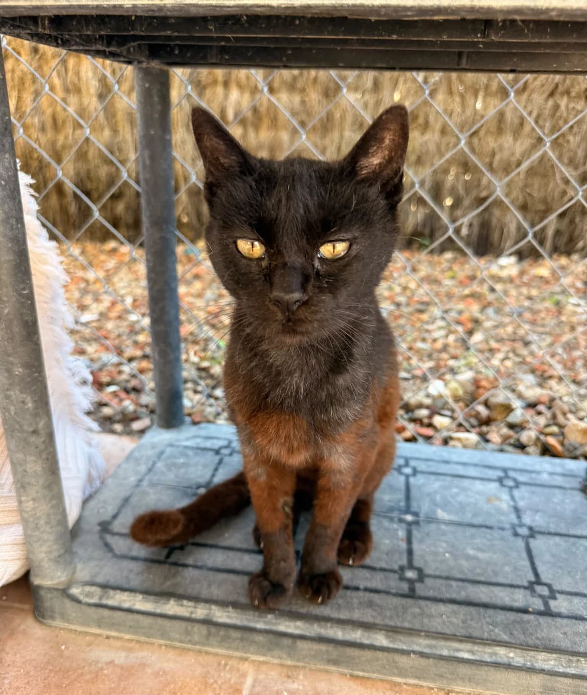 ALMA, female European Shorthair for adoption at Help Guau