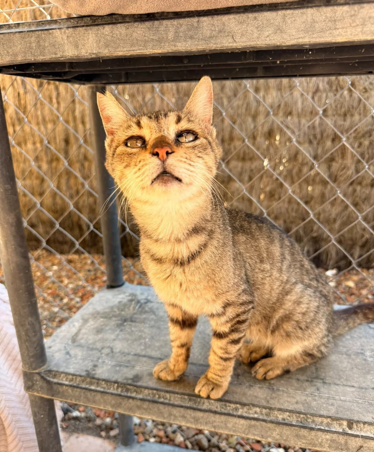 BELLA, female European Shorthair for adoption at Help Guau