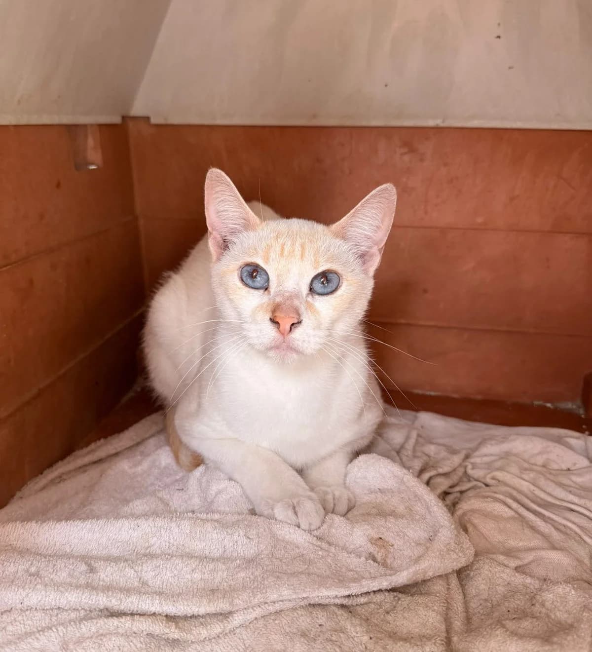 PERLA, female European Shorthair for adoption at Help Guau