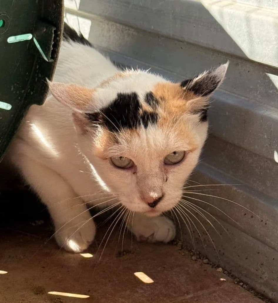 KIARA, female European Shorthair for adoption at Help Guau