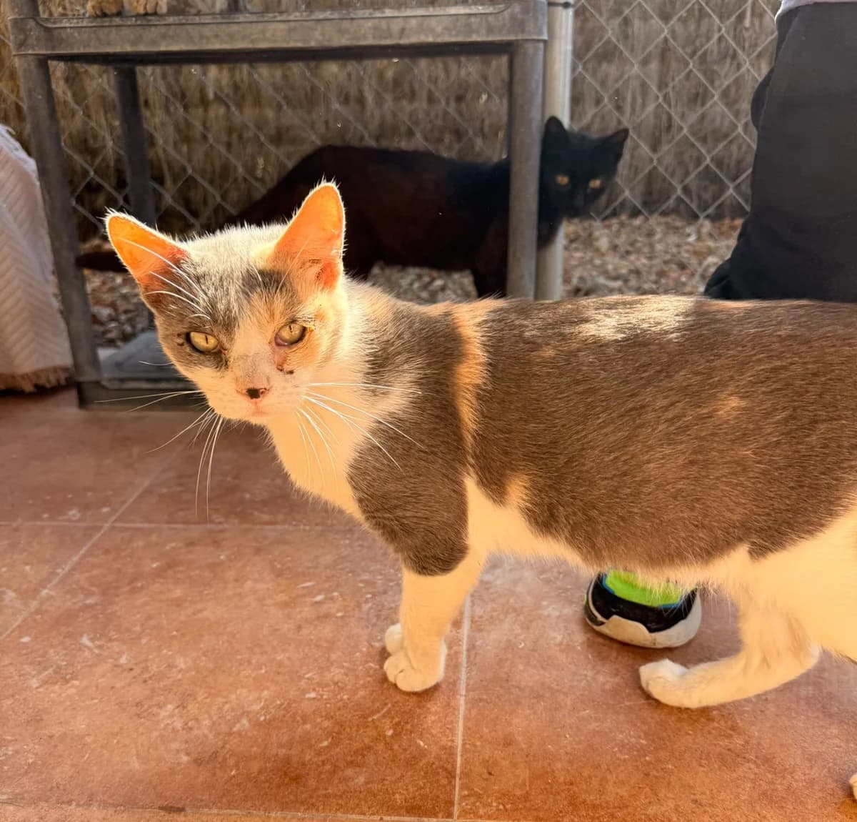 LOLA, female European Shorthair for adoption at Help Guau