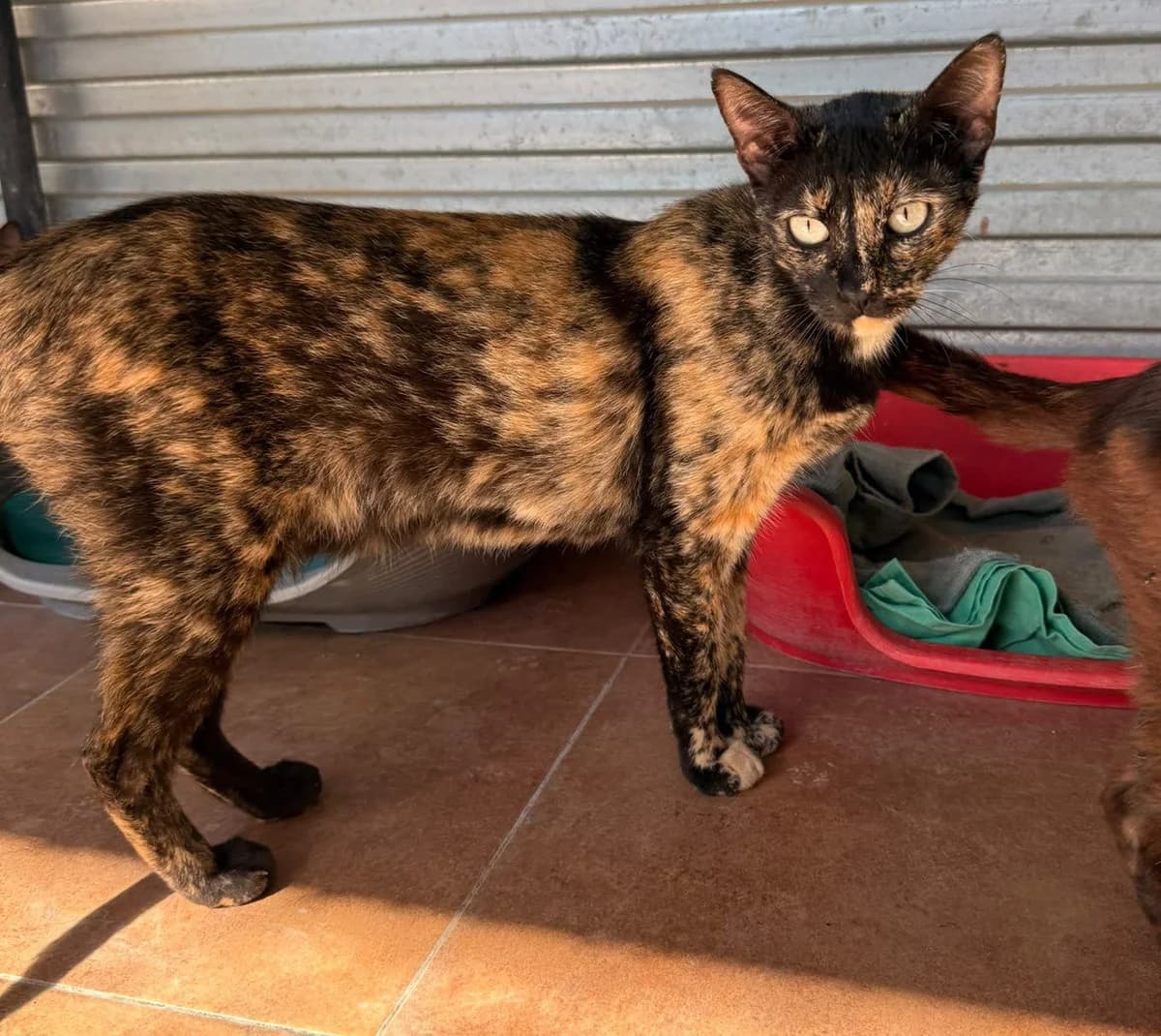 ZAFIRA, female European Shorthair for adoption at Help Guau