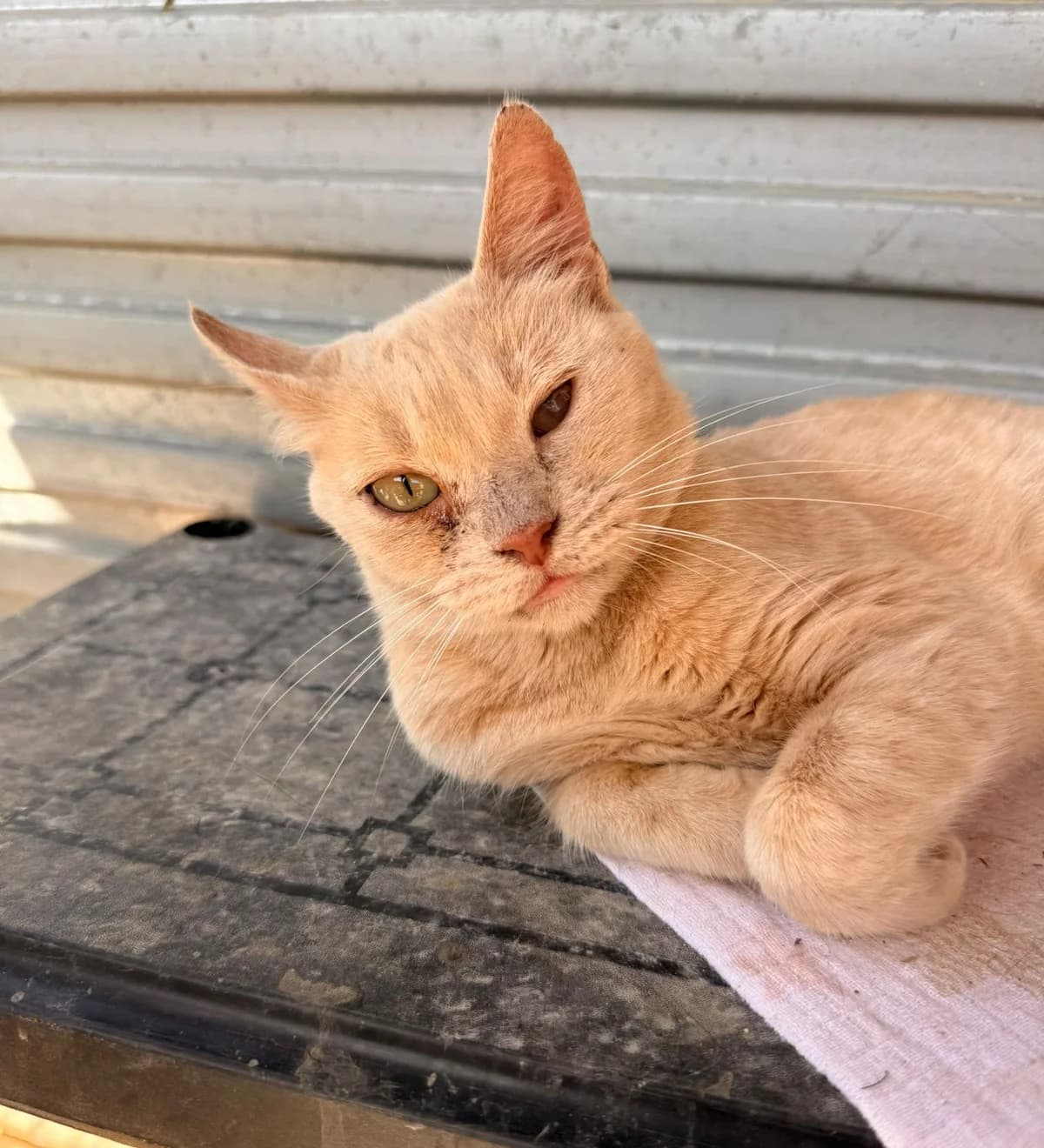 NOEMÍ, female European Shorthair for adoption at Help Guau