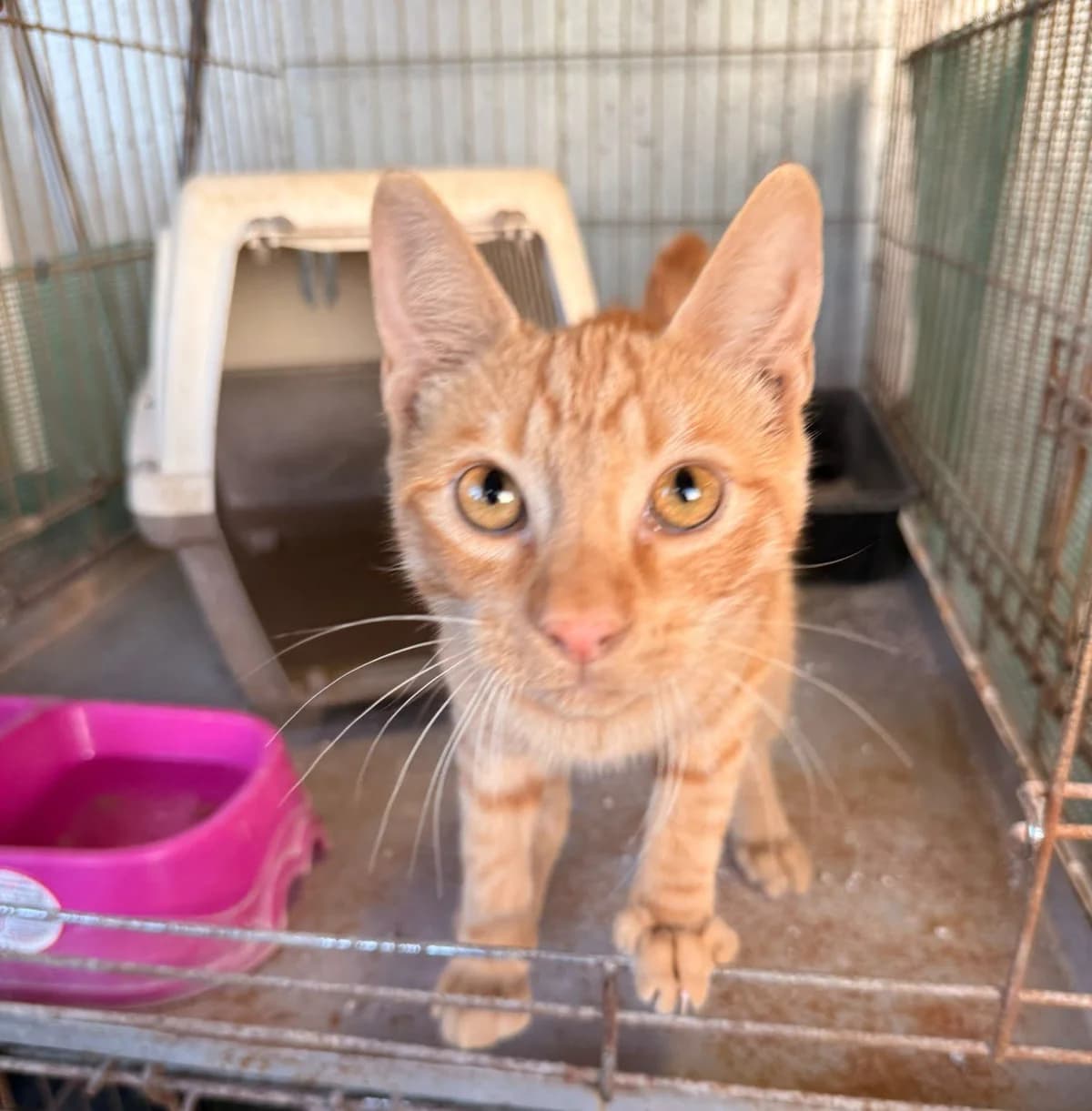 ROMI, male puppy European Shorthair for adoption at Help Guau