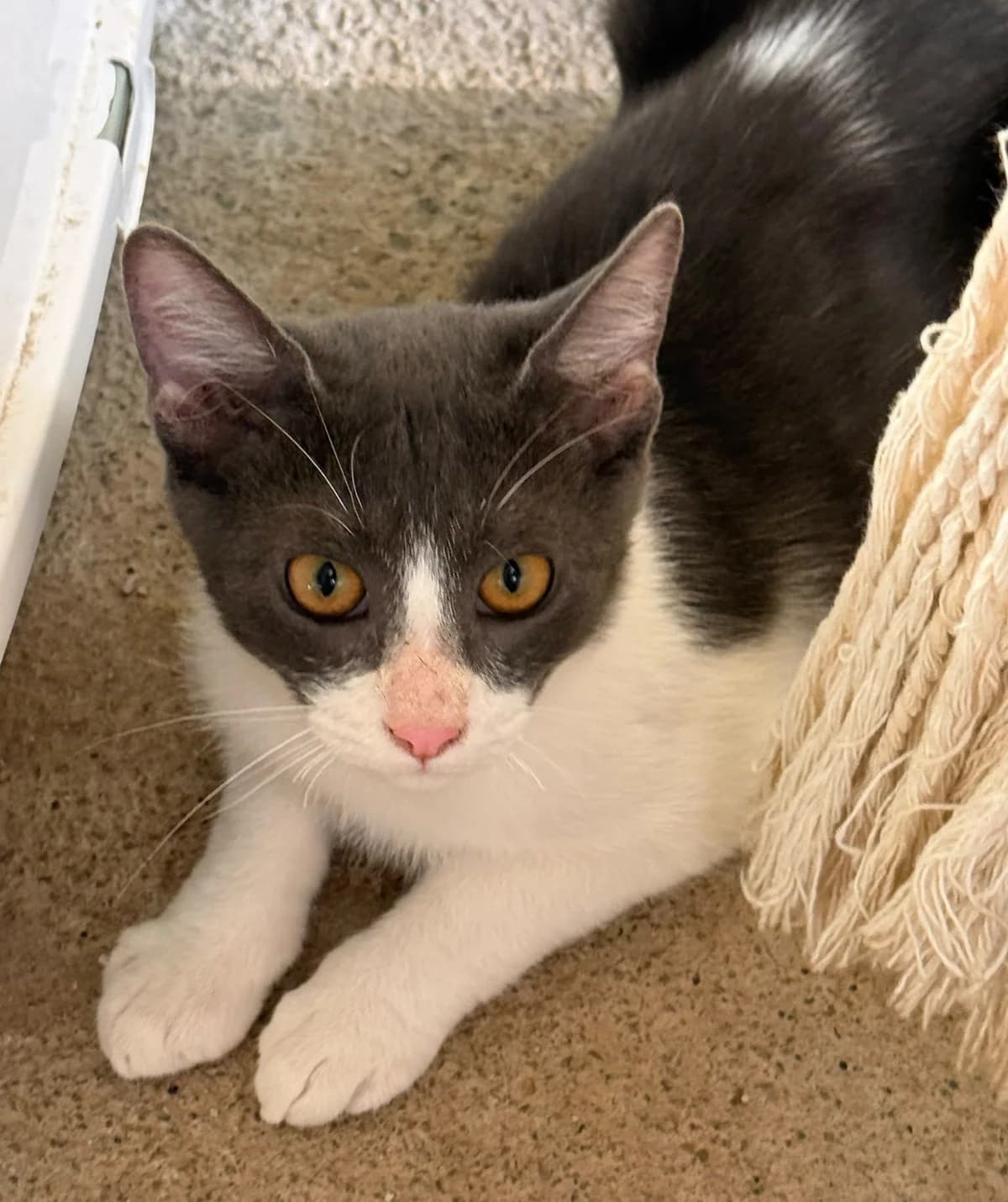 COKE, male puppy European Shorthair for adoption at Help Guau