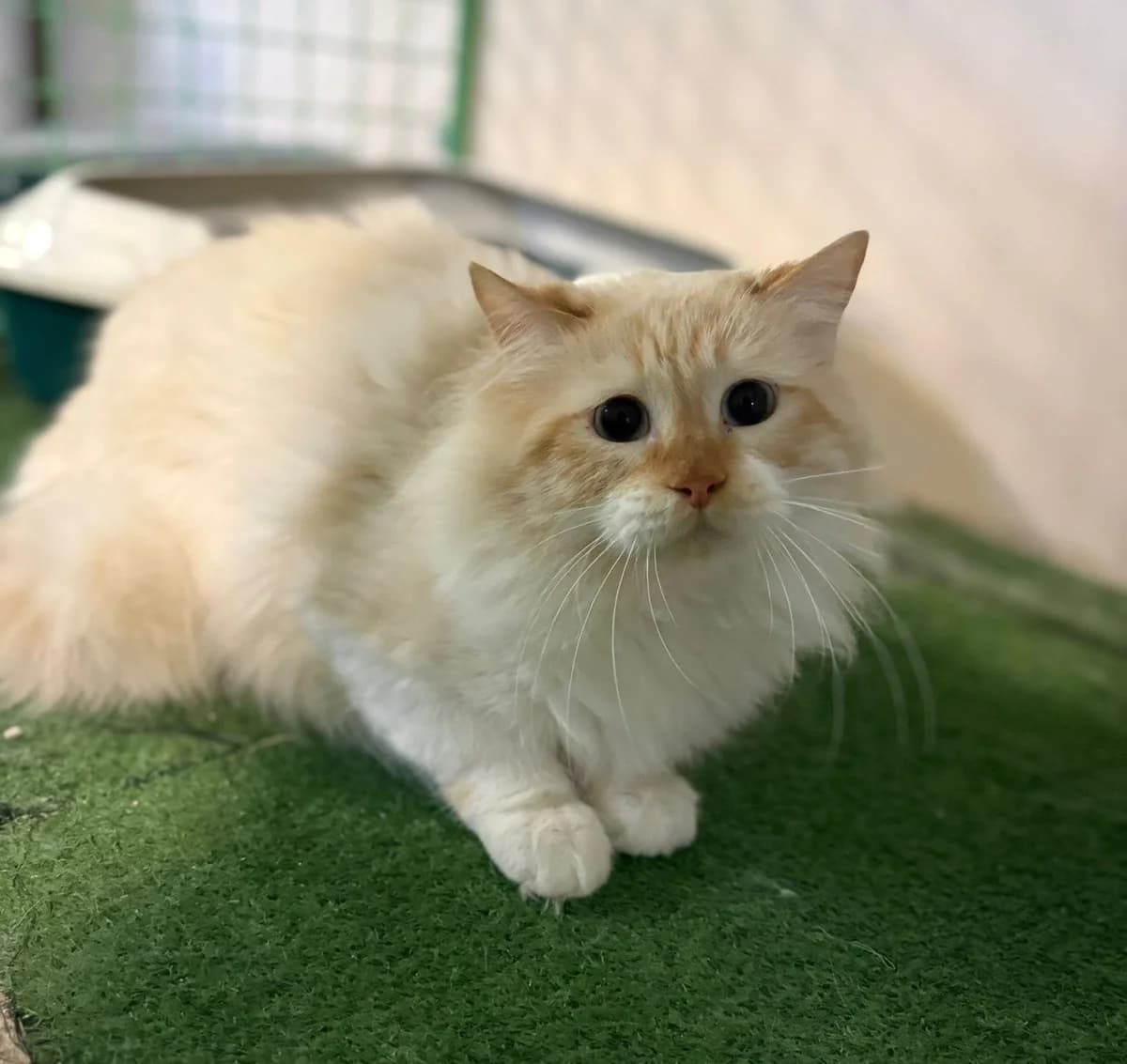 ZEUS, male European Shorthair for adoption at Help Guau