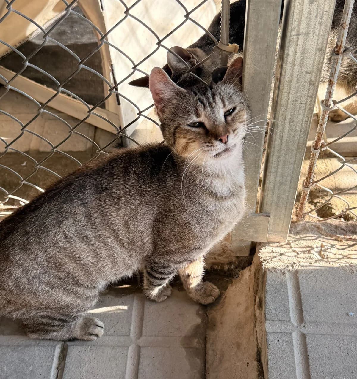 VELA, female European Shorthair for adoption at Help Guau
