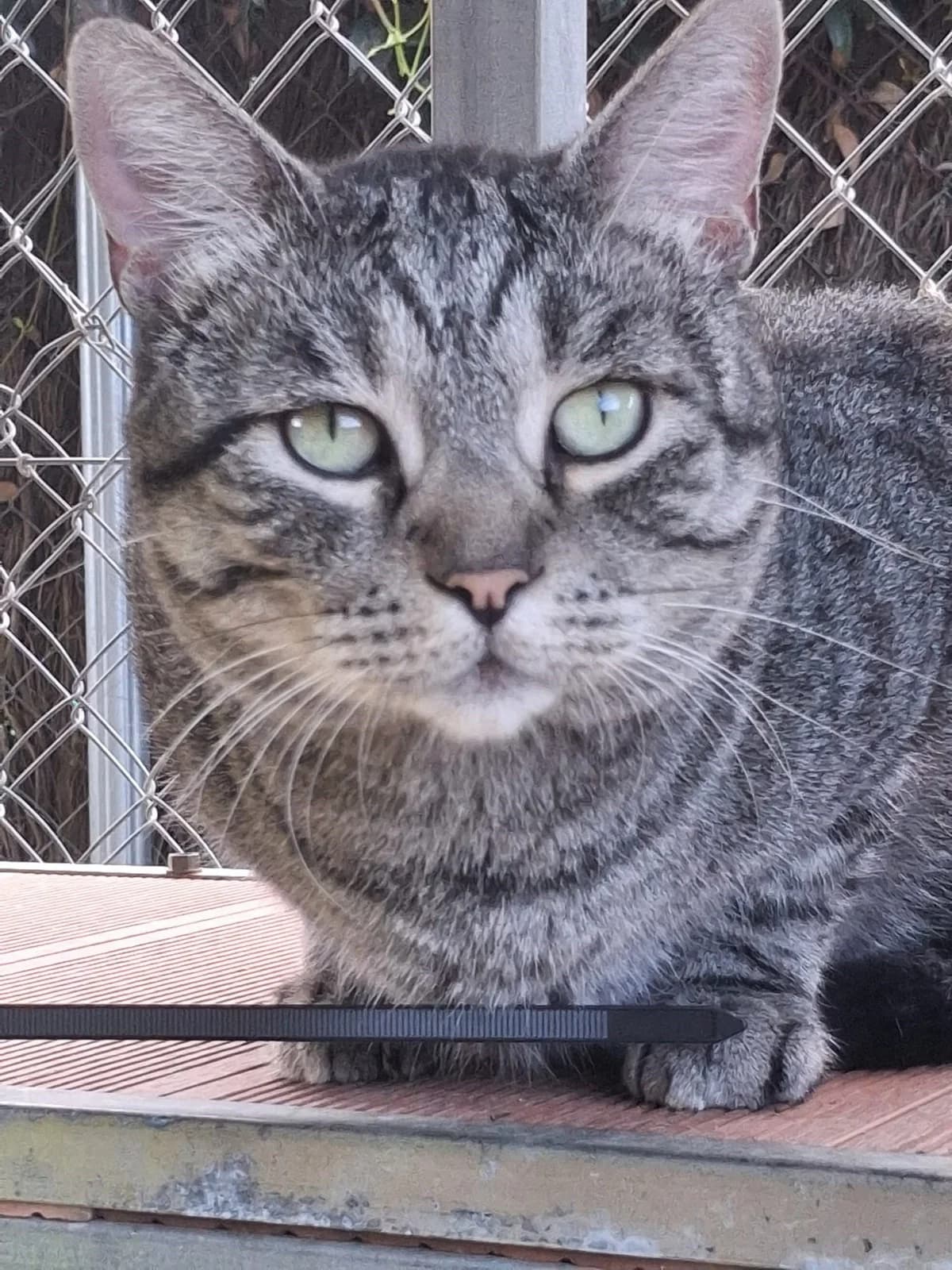 RIVER, male 3yo European Shorthair for adoption at Help Guau