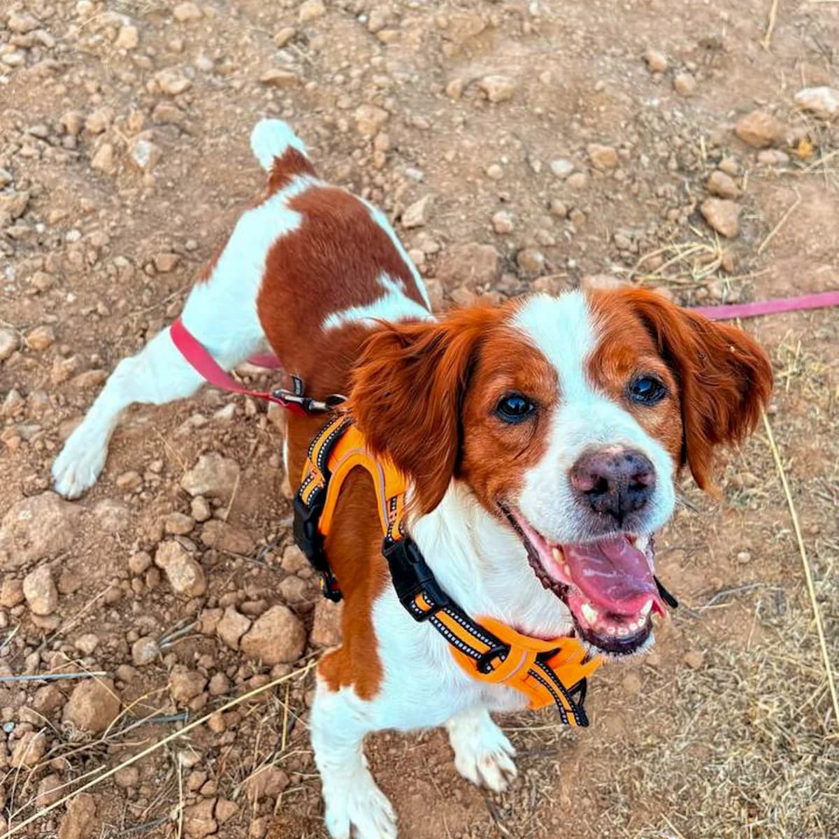 Curro, male senior Brittany Spaniel for adoption at HOOPE Asociación de Protección Animal