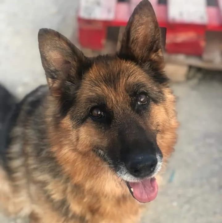 Yakira, female senior German Shepherd for adoption at HOOPE Asociación de Protección Animal