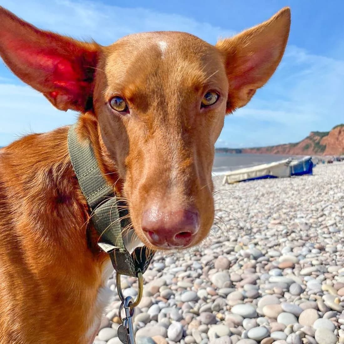 Pedro - UK, male 5yo Podenco for adoption at Hope for Podencos, Albacete
