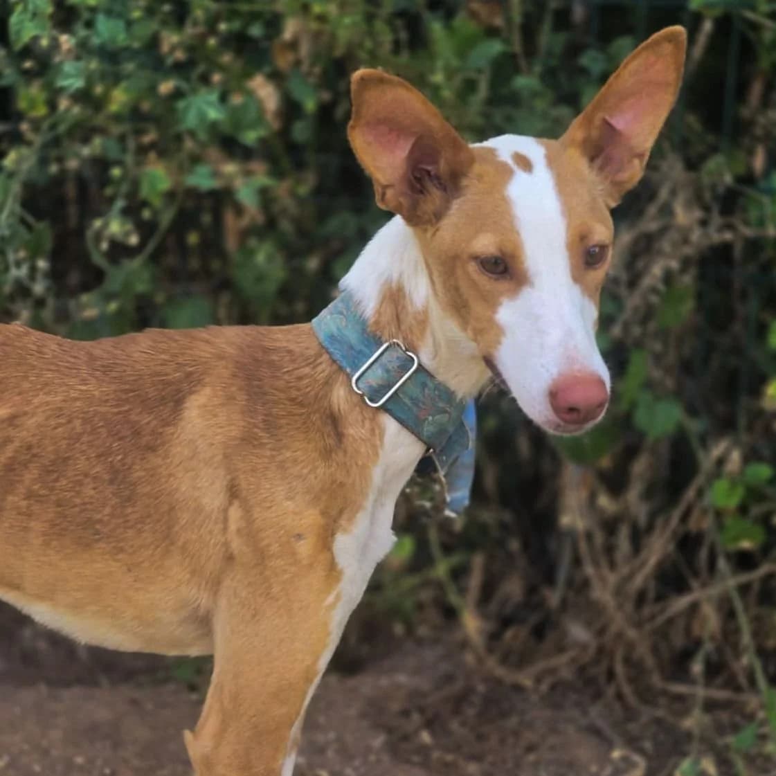 Laney, female Podenco for adoption at Hope for Podencos, Albacete