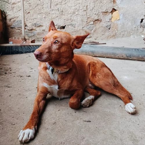 Chico, male Podenco for adoption at Hope for Podencos, Albacete